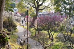 春が来る梅林公園。