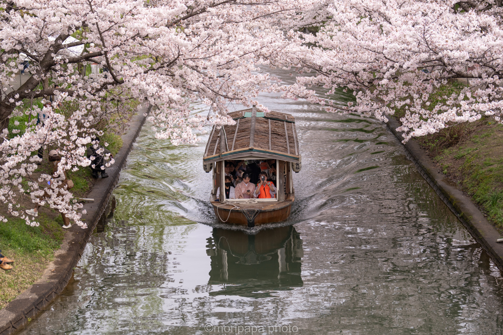 寺田屋周辺の花見。