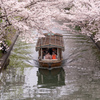 寺田屋周辺の花見。