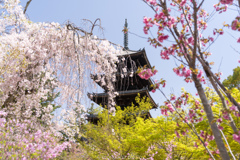 仁和寺の花見。