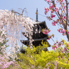 仁和寺の花見。