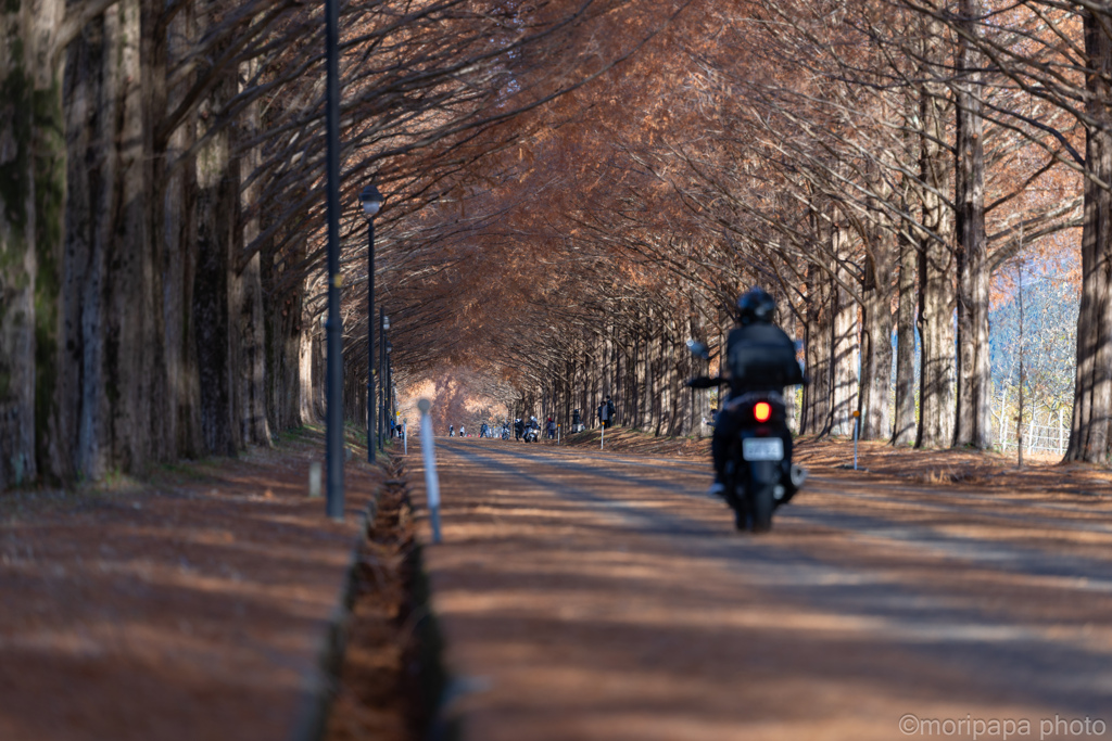 メタセコイア並木風景。