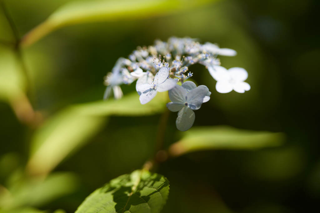 市立植物園の紫陽花です。