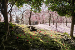 城南宮、神苑。