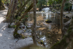 上賀茂神社散歩。