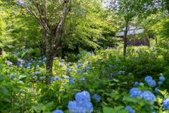 三千院、あじさい宛。