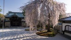 高台寺枝垂れ桜。