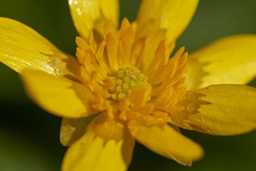 花びらがつやつや。