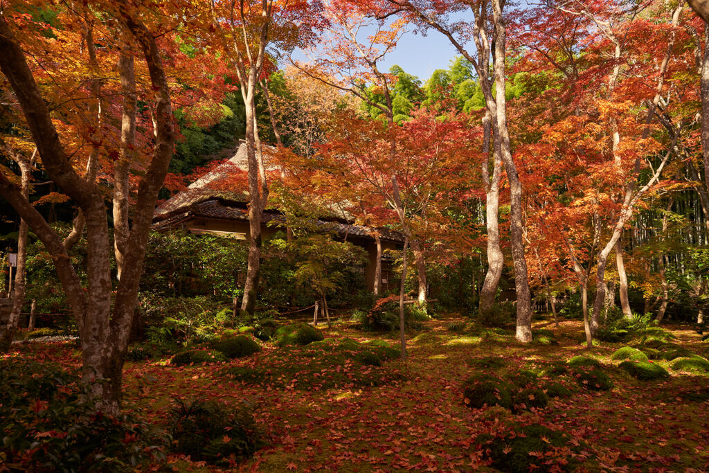 祇王寺。
