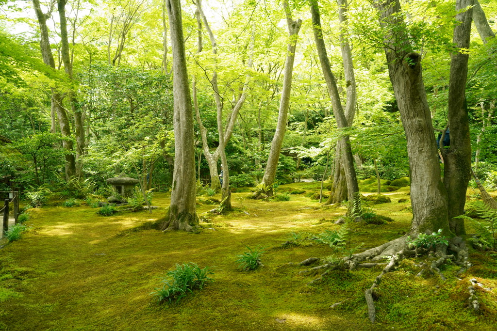 祇王寺