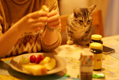 猫視眈々２。