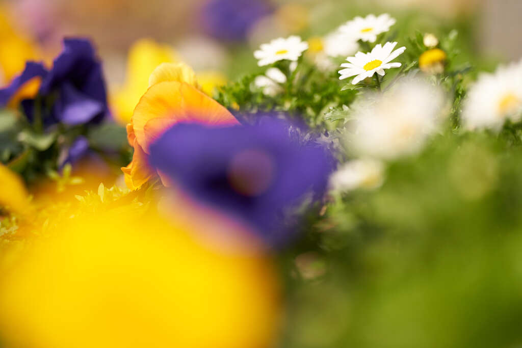 パンジーの花壇です。