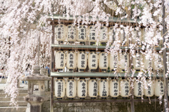 大石神社の春。