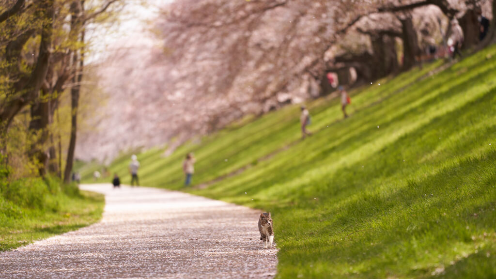 桜ひらひら気持ちいいにゃ。