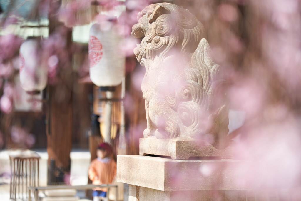 弓弦羽神社の枝垂れ桜です。