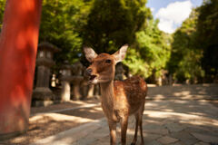 ようこそ。