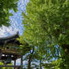 西本願寺の鐘楼です。