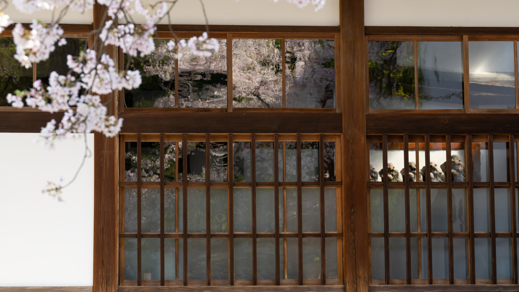 お寺の満開。