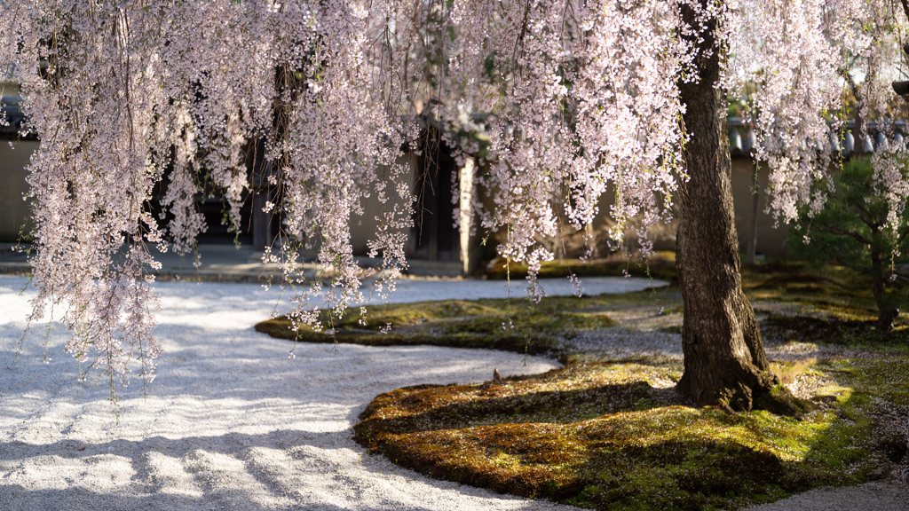 満開の高台寺桜。