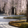 満開の高台寺桜。