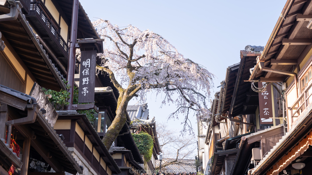 昨日倒れた産寧坂の桜。