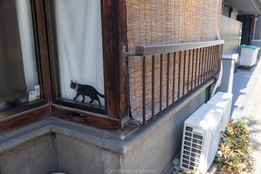 謎の猫ちゃん。