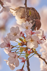 雀は桜も食べますね。