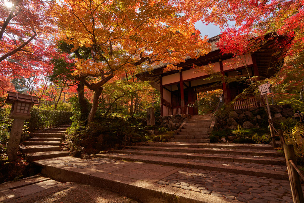 赤くなった常寂光寺。