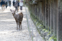 年末の春日大社参拝。
