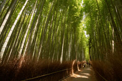 嵐山の竹林です。