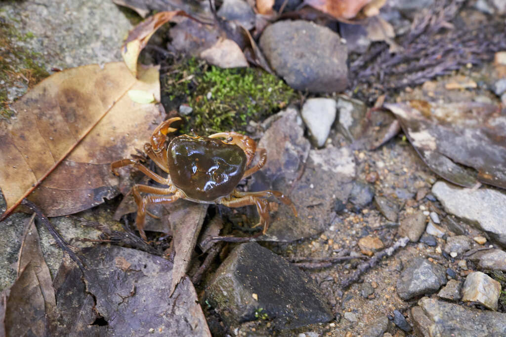 南禅寺、水路閣のカニ。