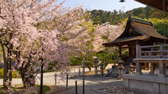 枝垂れ桜満開の清水寺。