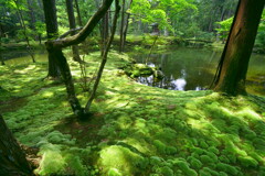 苔寺、西芳寺の池。