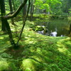 苔寺、西芳寺の池。