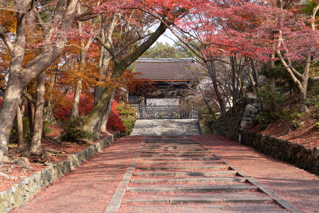 山科、毘沙門堂の秋。