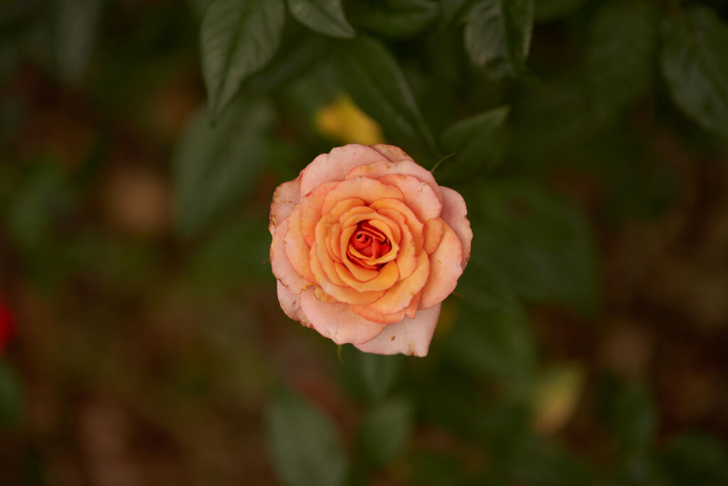 マンション花壇の薔薇です。