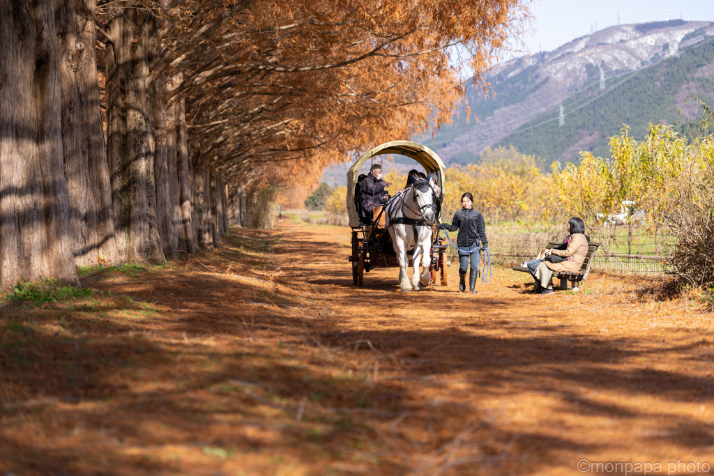 メタセコイア並木散歩。