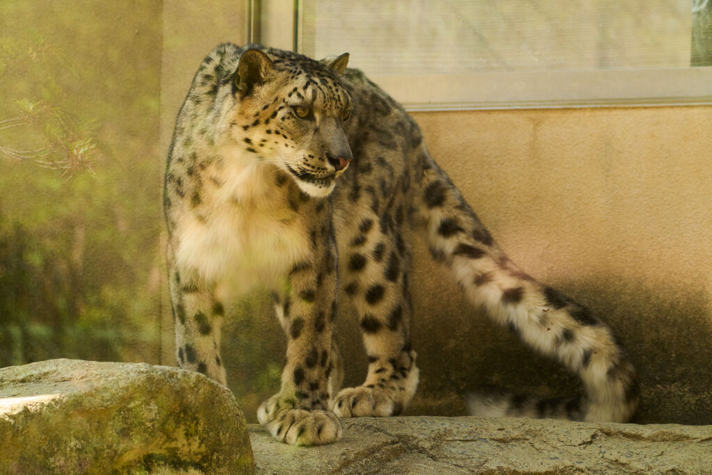 ユキヒョウ。