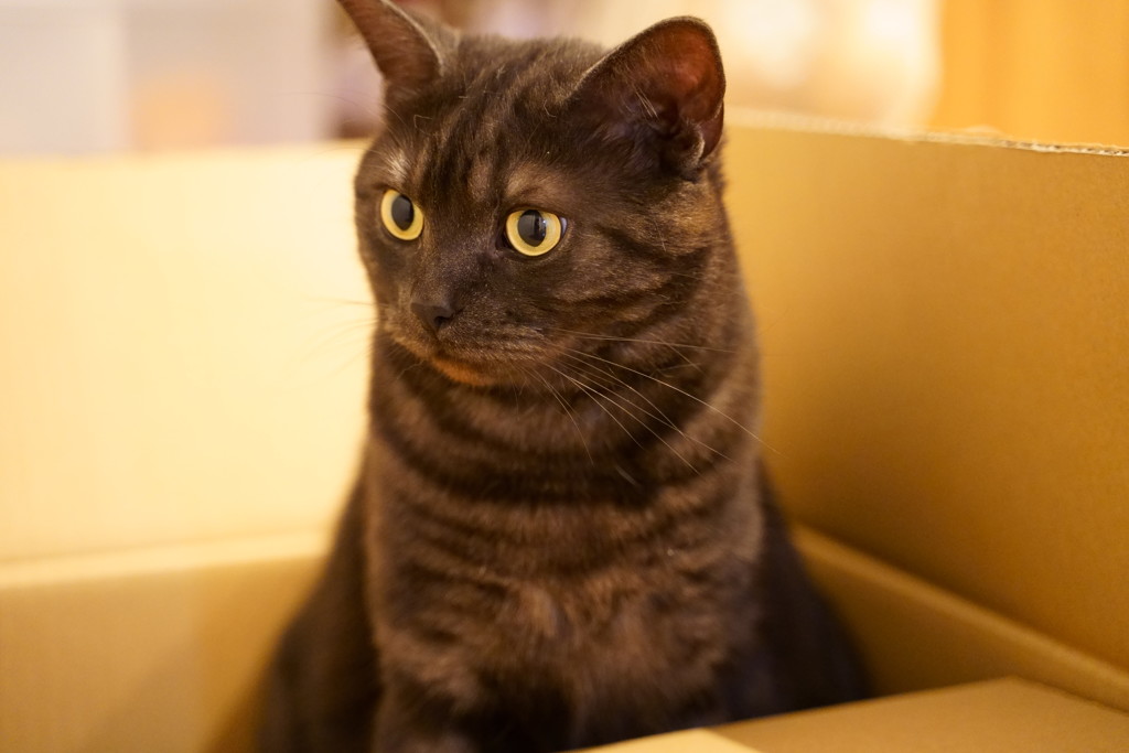 うちの猫です。