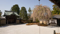 高台寺の葉桜。