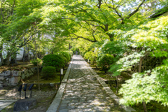 一休寺、参道。