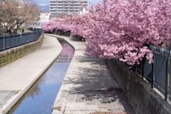 淀水路河津桜。
