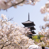 御室仁和寺の春。