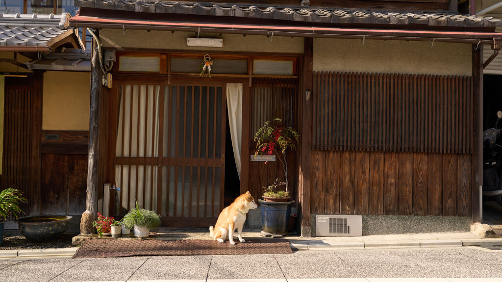 祇園の犬公。
