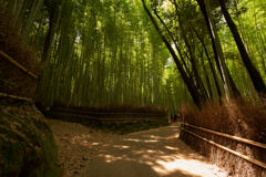 嵐山の竹林は垣が綺麗ですね。