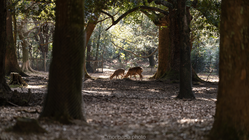 奈良公園風景。