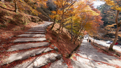 神護寺へ行く路。