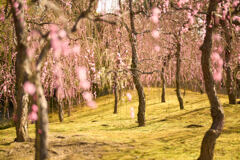 今年桜花見は難しいかな。