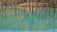 青い池の秋。