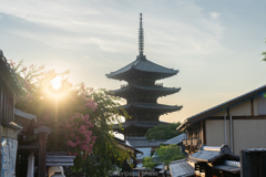 今年も綺麗な百日紅が。